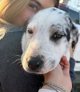 Pet care in Lakeland - Roslyn S.