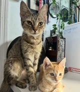 Pet care in Washington - Jadyn J.